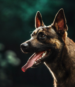 Имя Фамилия